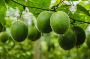 Benefits and safety of monk fruit